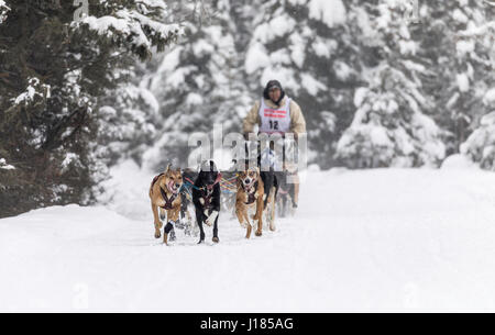 Musher Marvin Kokrine concurrentes dans le Rendezvous de la fourrure de chien de traîneau World Championships à Goose Lake Park dans le sud de l'Alaska. Banque D'Images