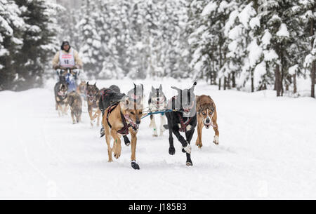 Musher Marvin Kokrine concurrentes dans le Rendezvous de la fourrure de chien de traîneau World Championships à Goose Lake Park dans le sud de l'Alaska. Banque D'Images