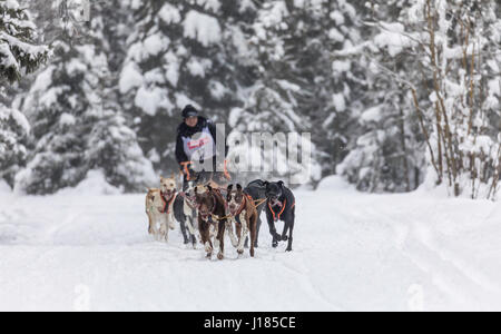 Musher Hyunchul Nikki Seo en compétition dans le monde de la fourrure de chien de traîneau de rendez-vous des Championnats à Goose Lake Park dans le sud de l'Alaska. Banque D'Images