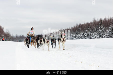 Musher Marvin Kokrine concurrentes dans le Rendezvous de la fourrure de chien de traîneau au Championnats du monde Campbell Airstrip à Anchorage dans le sud de l'Alaska. Banque D'Images