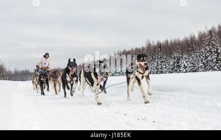 Musher Marvin Kokrine concurrentes dans le Rendezvous de la fourrure de chien de traîneau au Championnats du monde Campbell Airstrip à Anchorage dans le sud de l'Alaska. Banque D'Images