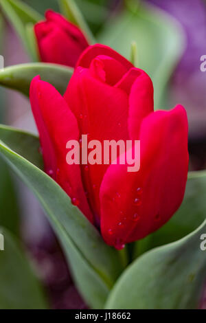 Tulipes fleurissent closeup Banque D'Images