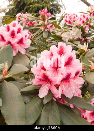 Une belle Close up of Pink Azalea au printemps on Tree Banque D'Images