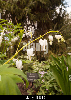 Blanc incroyable et coeurs suspendus dans le jardin. Lamprocapnos spectabilis 'Alba'. Superbe Banque D'Images