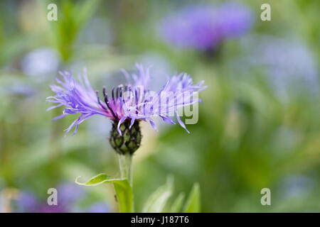 Centaurea montana. Bleuet vivace dans le jardin. Banque D'Images