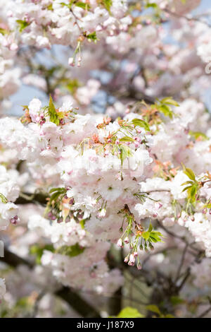 Prunus 'Shogetsu' en fleurs au printemps. Cerisiers en fleurs dans un jardin anglais. Banque D'Images