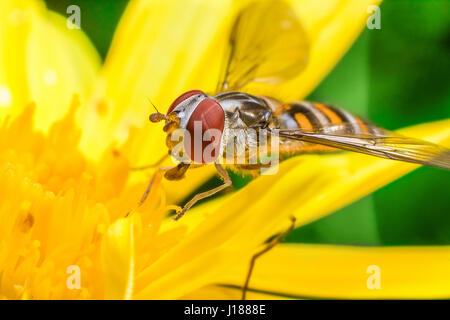 Eristalis Pertinax appelé hoverfly sur une fleur Banque D'Images