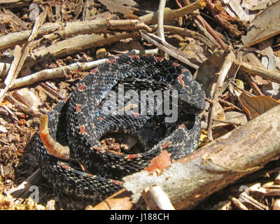 Crotale pygmée sauvage (Sistrurus miliarius) et montrant son hochet trouvés sur le côté d'un chemin. Banque D'Images