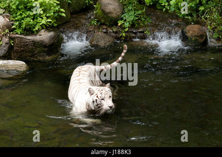 Tigre blanc (Panthera tigris), tigre du Bengale, Panthera leo au zoo de Singapour. Banque D'Images