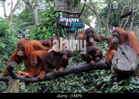 Zoo de Singapour, Bornéo orang-outan (Pongo), l'Asie du Sud Est, Singapour. Banque D'Images