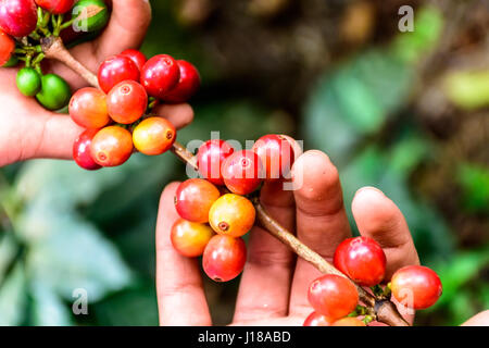 Direction générale des mains tiennent de la maturation des grains de café, Antigua, Guatemala, Amérique centrale Banque D'Images