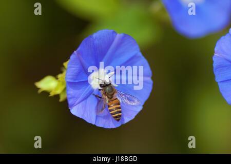 Abeille naine sur une fleur de Clustervine bleu ciel Banque D'Images