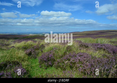 La lande de bruyère, Ecosse Banque D'Images