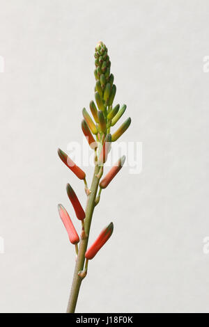 Close up of Aloevera isolés contre fleurs fond clair Banque D'Images