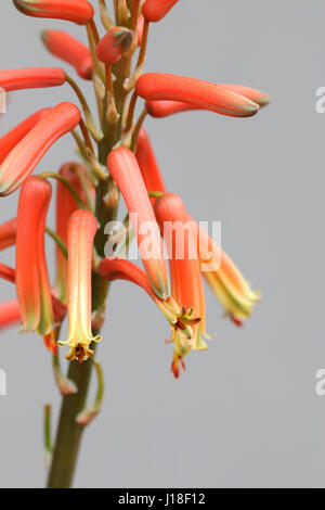 Close up of Aloevera isolés contre fleurs fond clair Banque D'Images