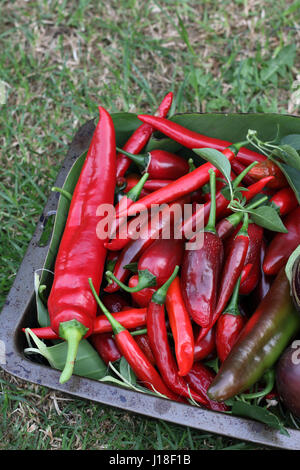 Piments maison fraîchement cueillies Banque D'Images