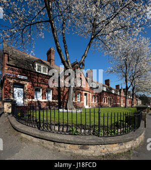 Cherry Blossom trees in Newburn village, Newcastle upon Tyne, Angleterre du Nord-Est, Angleterre, Royaume-Uni Banque D'Images