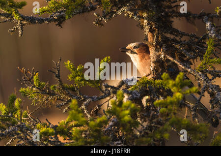 Eurasian Jay, Garrulus glandarius, assis dans une épinette de lichen autour d'elle, dans la lumière chaude soirée, Gällivare, en Laponie suédoise, Suède Banque D'Images