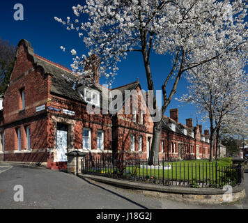 Cherry Blossom trees in Newburn village, Newcastle upon Tyne, Angleterre du Nord-Est, Angleterre, Royaume-Uni Banque D'Images