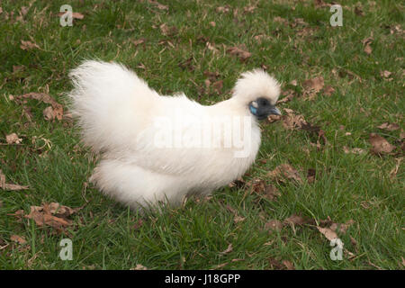 Poule de soie Bantam (Gallus gallus domesticus) en liberté sur herbe dans le Herefordshire, Angleterre, Royaume-Uni Banque D'Images