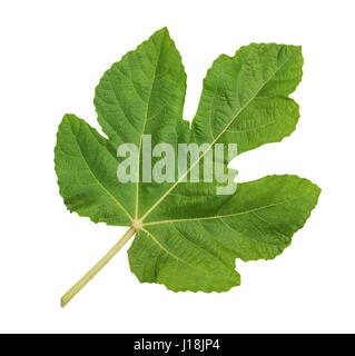 Grand vert feuille de figuier isolé sur fond blanc Banque D'Images