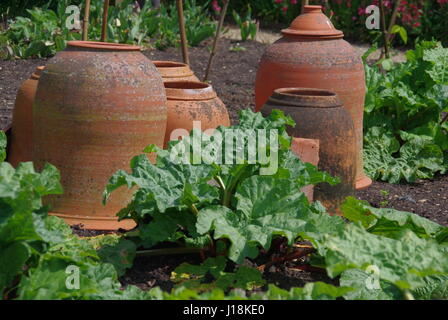 La rhubarbe de forcer des pots dans un jardin de cuisine Banque D'Images