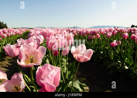 Un champ de tulipes roses en fleurs (low angle shot) Banque D'Images