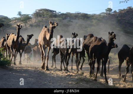 Bajuka troupeau de chameaux de retour à la maison, pushkar foire de Pushkar, Rajasthan, Inde, Asie, Banque D'Images