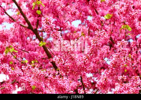 Fleur rose printemps Banque D'Images