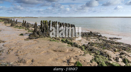 Panorama de l'épis exposés à marée basse sur la rive de la rivière Alde entre Orford et Aldeburgh, Suffolk Banque D'Images