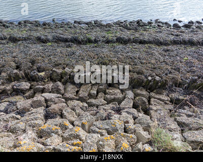 Épis exposés à marée basse sur la rive de la rivière Alde entre Orford et Aldeburgh, Suffolk avec certaines défenses modernes Banque D'Images