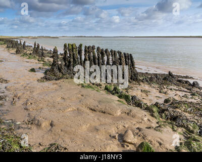 Épis exposés à marée basse sur la rive de la rivière Alde entre Orford et Aldeburgh, Suffolk Banque D'Images