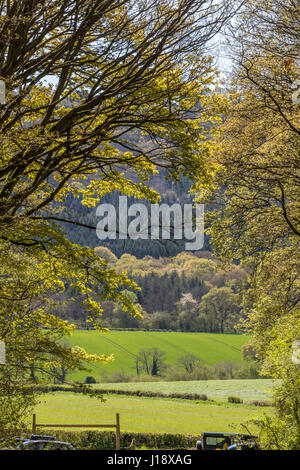 Les verts de printemps dans la vallée de la Wye et de la forêt de Dean. Le printemps et l'été. Banque D'Images