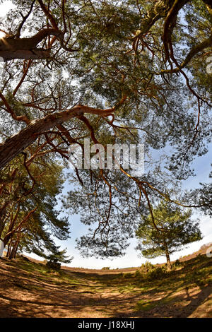 Vue fisheye de pins à côté d'étang dans la New Forest, Hampshire Banque D'Images