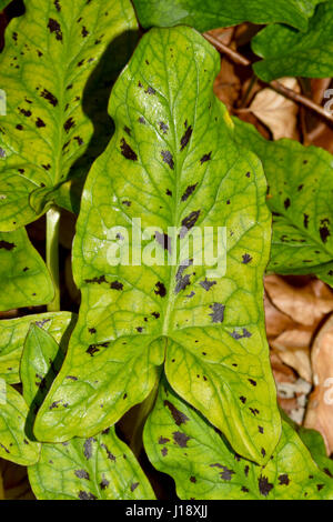 Lords and Ladies Arum maculatum) (plante Banque D'Images