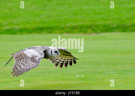 Owl en vol au cours de fauconnerie Banque D'Images