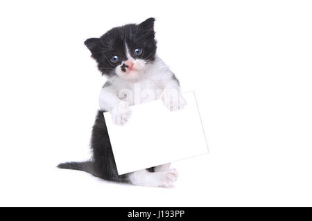 Bébé adorable chaton Style Tuxedo sur fond blanc Banque D'Images