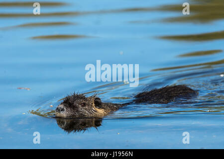 Le ragondin (Myocastor coypus) Nager dans l'eau, Mörfelden-Waldorf, Hesse, Allemagne Banque D'Images