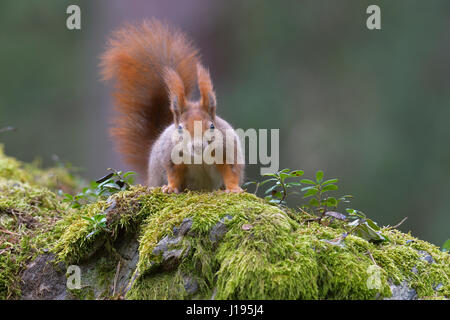 L'écureuil roux (Sciurus vulgaris), portrait, Tyrol, Autriche Banque D'Images