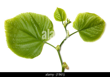 Tilia printemps leafs. Isolé sur fond blanc Banque D'Images