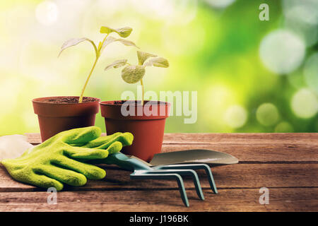 Outils de jardinage et des plantes sur la vieille table en bois dans le jardin Banque D'Images