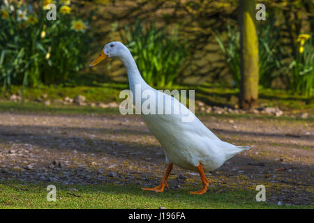 La Petite Oie des neiges à Slimbridge Banque D'Images