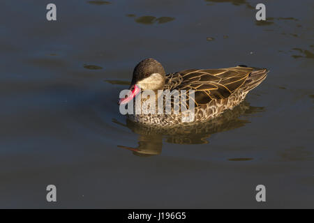 Red-billed Teal à Slimbridge Banque D'Images