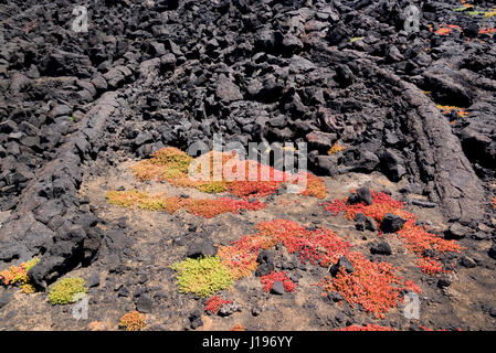 Les plantes succulentes vert et rouge de plus en plus les rochers de lave dans le parc national de Lanzarote, îles Canaries, Espagne Banque D'Images