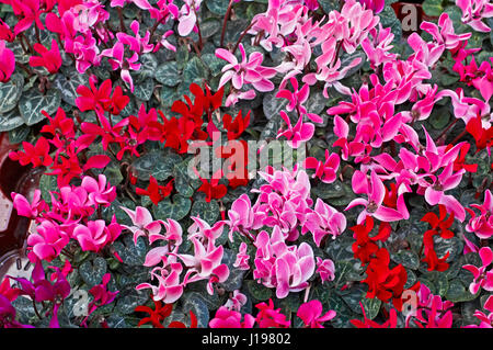 Bac à fleurs colorées de Cyclamen Banque D'Images