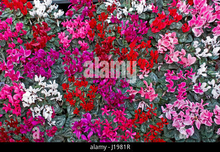 Bac à fleurs colorées de Cyclamen Banque D'Images