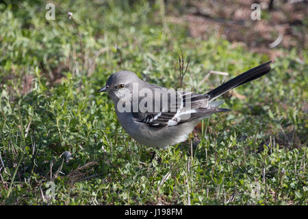 Moqueur polyglotte - New York's state bird Banque D'Images