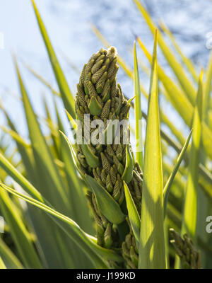 Les fleurs sur une cordyline australis, communément connu sous le nom de l'arbre, le chou-chou ou palm tī kōuka, Banque D'Images