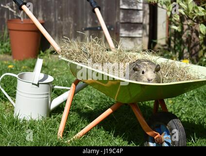 Des cobayes dans un jouet brouette dans le jardin manger les feuilles et le foin. Banque D'Images