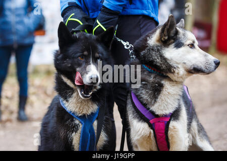 Deux huskies traîneau sont assis dans une forêt au printemps Banque D'Images